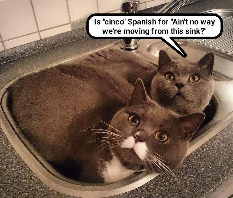 Is "cinco" Spanish for "Ain't no way we're moving from this sink?"