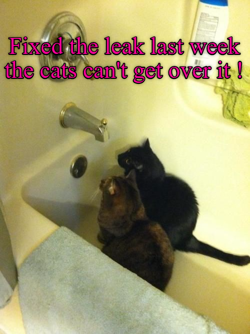 Fixed the leak last week the cats can't get over it!