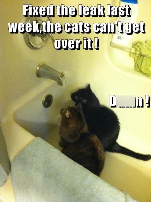 Fixed the leak last week,the cats can't get over it! D___n!