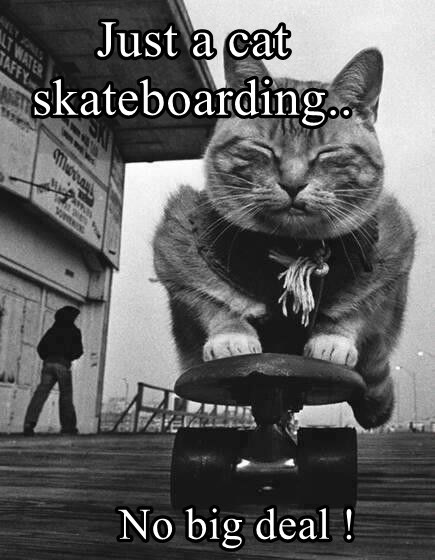 Just a cat skateboarding.. LT ZAL LT WATER TAFFY Moray AT A No big deal!