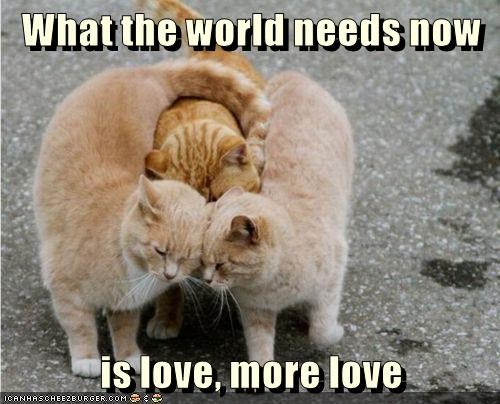 What the world needs now is love, more love ICANHASCHEEZBURGER.COM :
