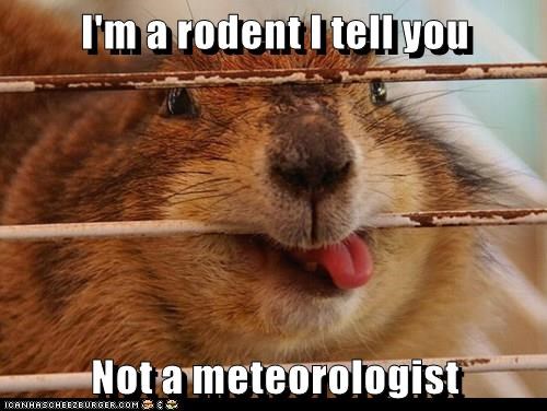 I'm a rodent I tell you Not a meteorologist ICANHASCHEEZBURGER.COM