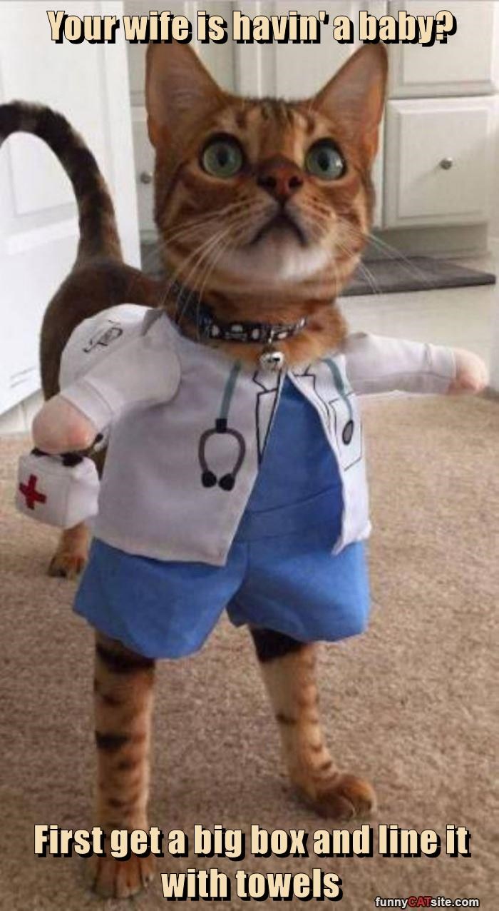 Your wife is havin'a baby? First get a big box and line it with towels funnyCATsite.com