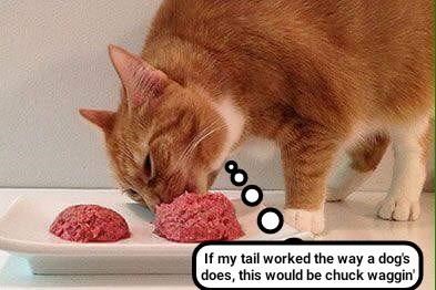 Cheezburger Image 9007981312