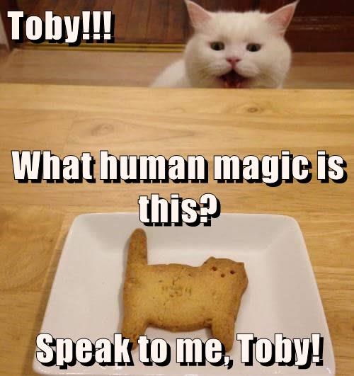 Cheezburger Image 9008318208