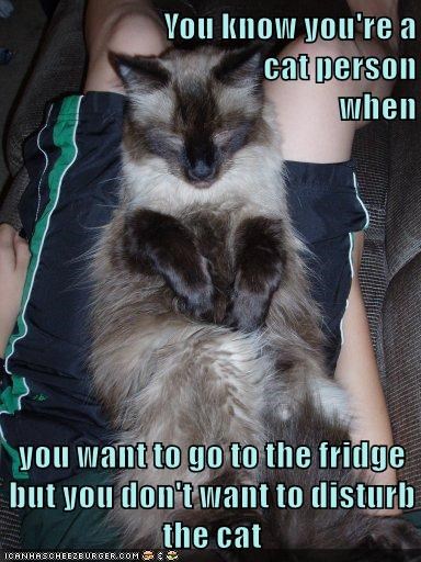 Cheezburger Image 9008343552