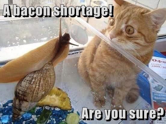 Cheezburger Image 9008354048