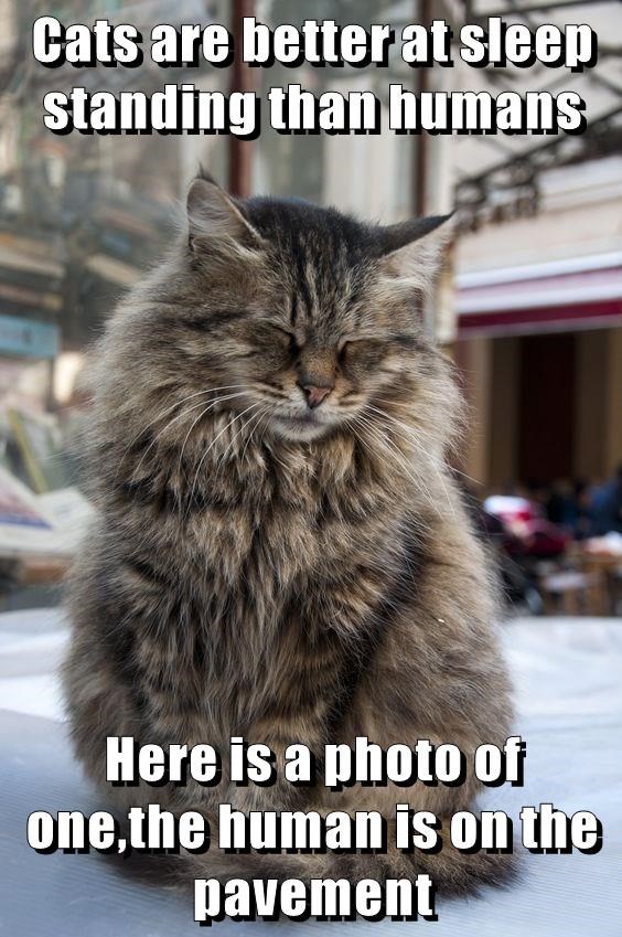 Cheezburger Image 9008852224