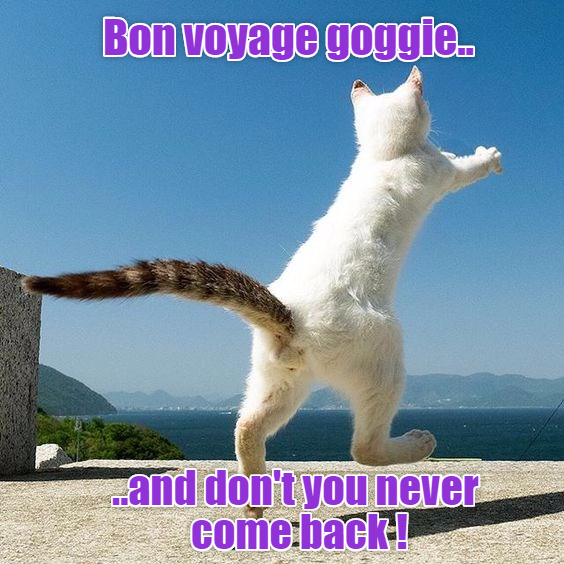 Cheezburger Image 9009288192