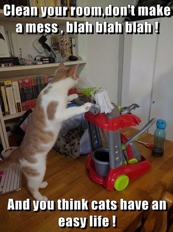 Cheezburger Image 9009789440
