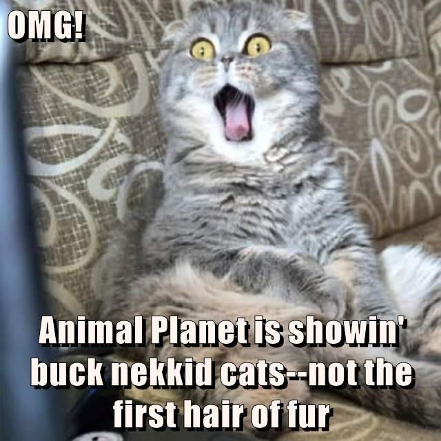 Cheezburger Image 9010425344