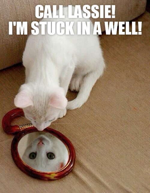 Cheezburger Image 9011228928