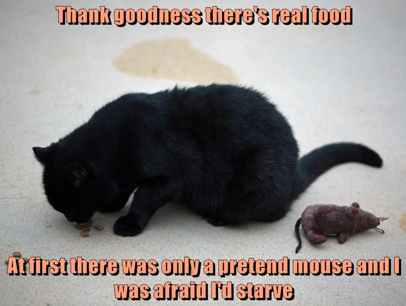 Cheezburger Image 9012260864
