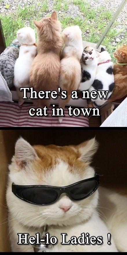 Cheezburger Image 9012321536