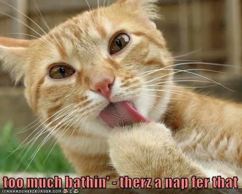 Cheezburger Image 9012338688