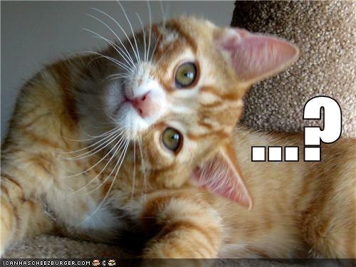 Cheezburger Image 9012466432