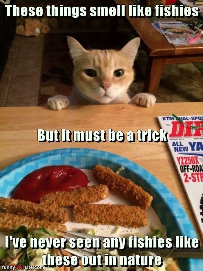 Cheezburger Image 9012467712