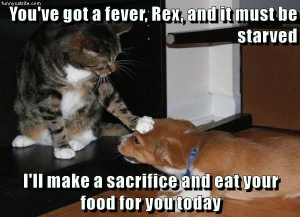 Cheezburger Image 9012954880