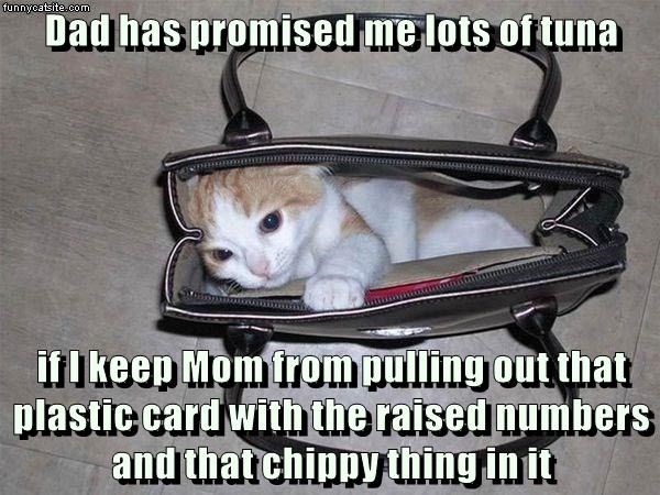 Cheezburger Image 9013117952