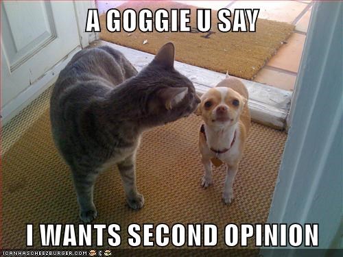 Cheezburger Image 9013271808