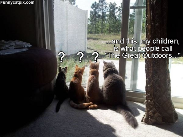 Cheezburger Image 9013464832