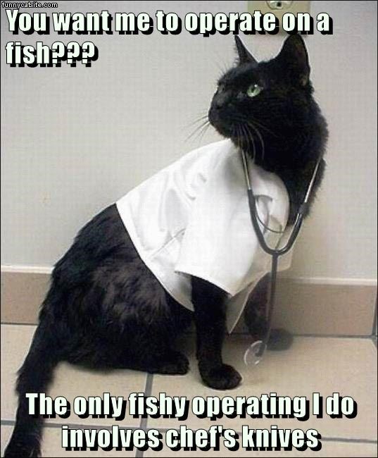 cat caption fish - 9013501696