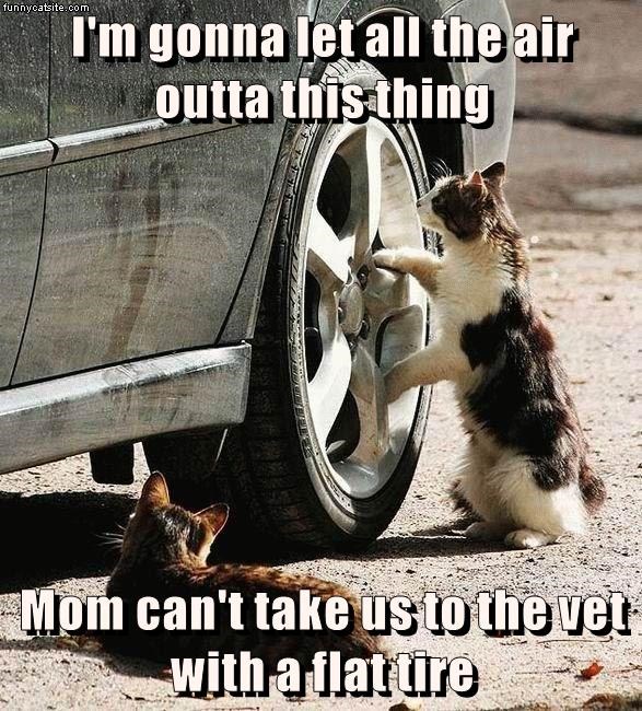 air Cats caption flat let vet out - 9013502720