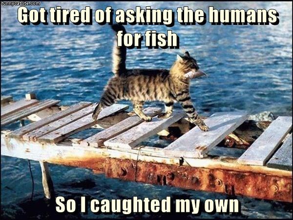 Cheezburger Image 9013591296