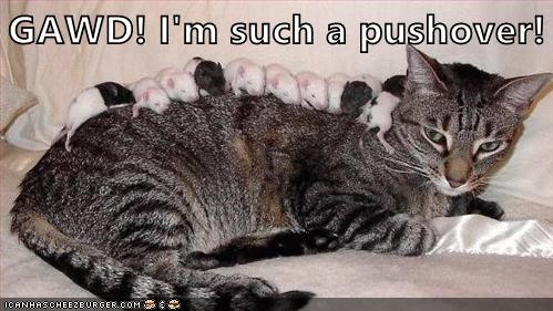 Cheezburger Image 9013868800