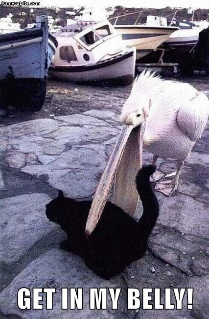 Cheezburger Image 9014218496