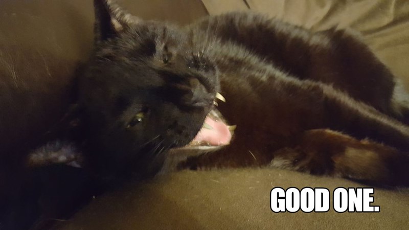 Cheezburger Image 9014220288