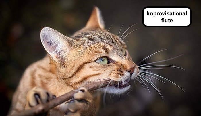 Cheezburger Image 9014531072