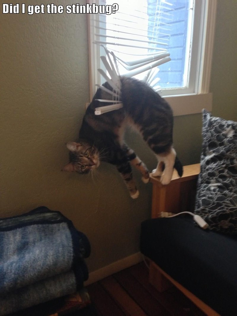 Cheezburger Image 9014614016