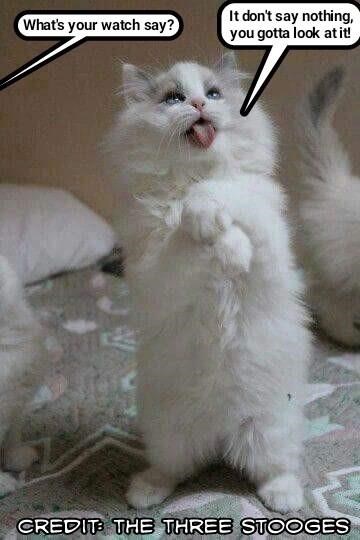 Cheezburger Image 9014644992