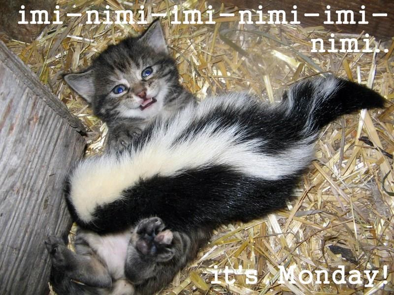 Cheezburger Image 9014649856