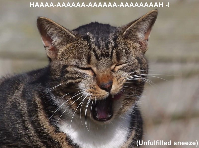 Cheezburger Image 9014651136