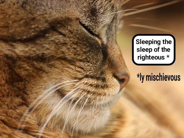 Cheezburger Image 9014874880