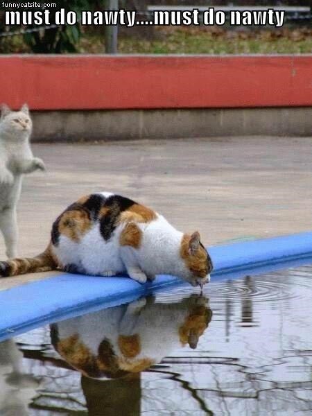 Cheezburger Image 9014909696