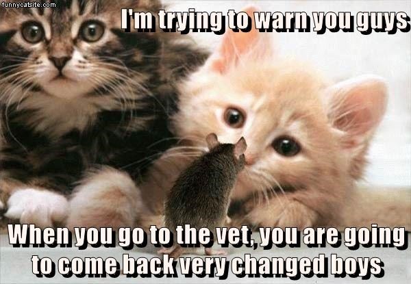 Cheezburger Image 9014921216