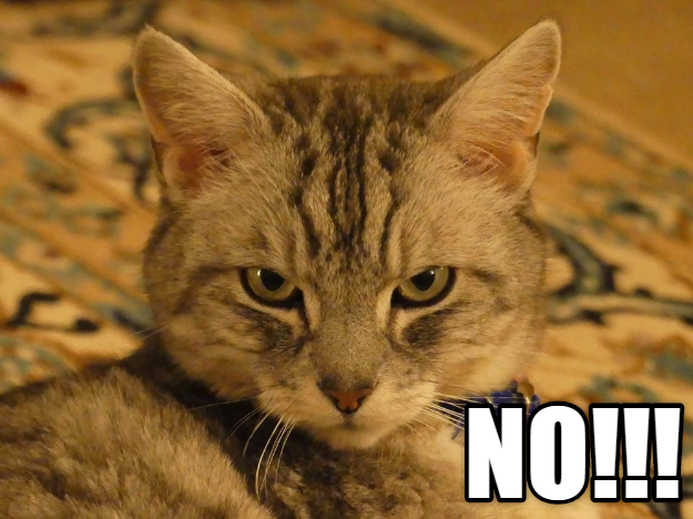 Cheezburger Image 9015223552