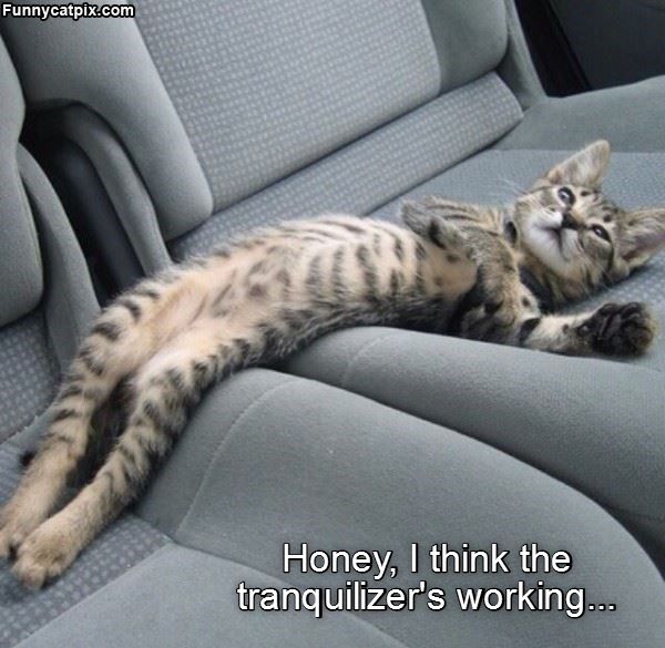 Cheezburger Image 9015787264