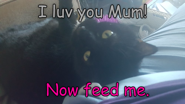 Cheezburger Image 9015828992