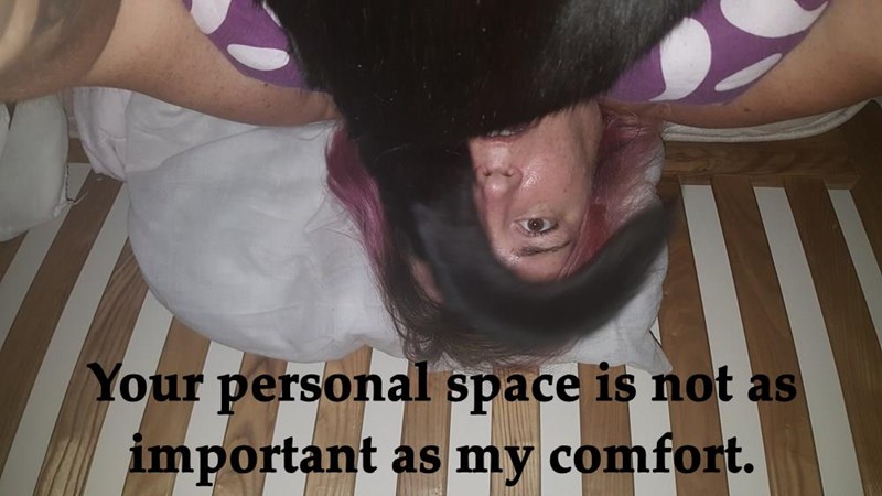 Cheezburger Image 9015829760