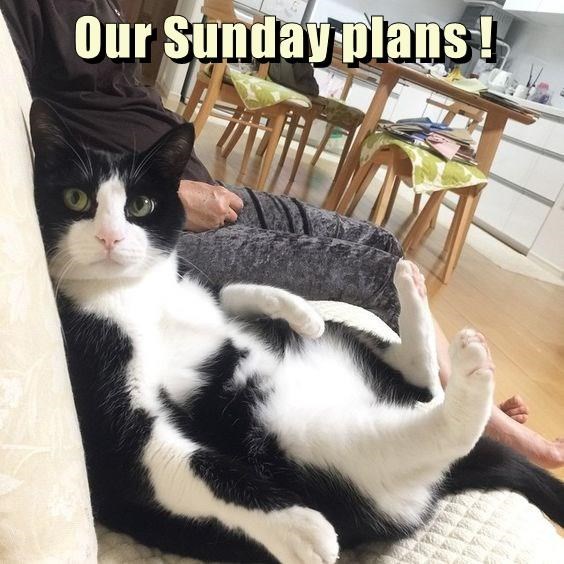 Cheezburger Image 9016021760