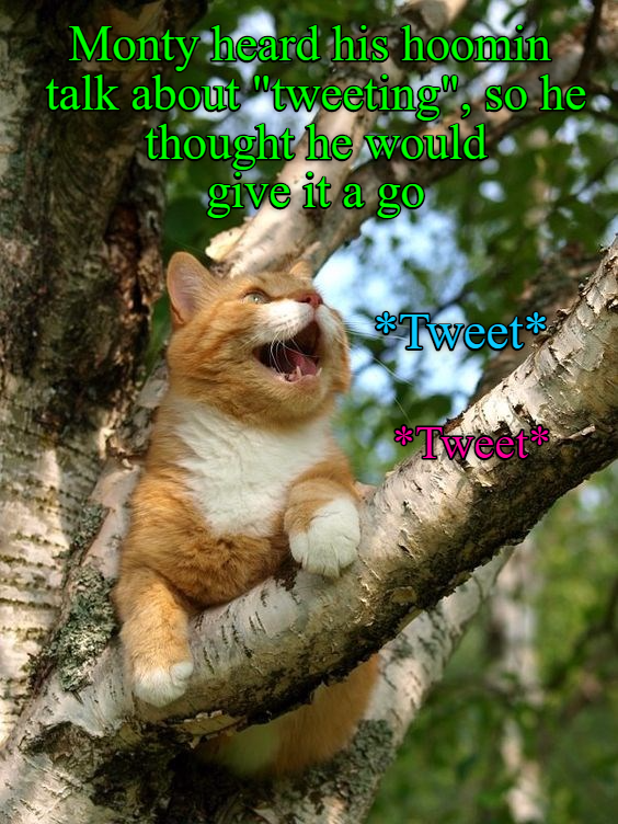 Cheezburger Image 9016052224