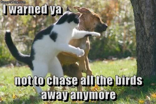 Cheezburger Image 9016067840