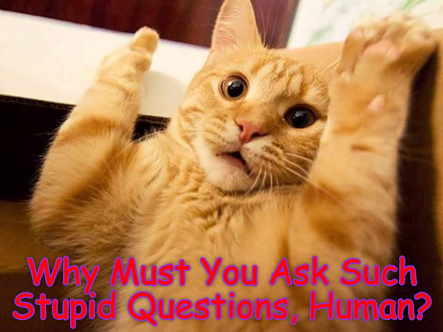 Cheezburger Image 9016094720