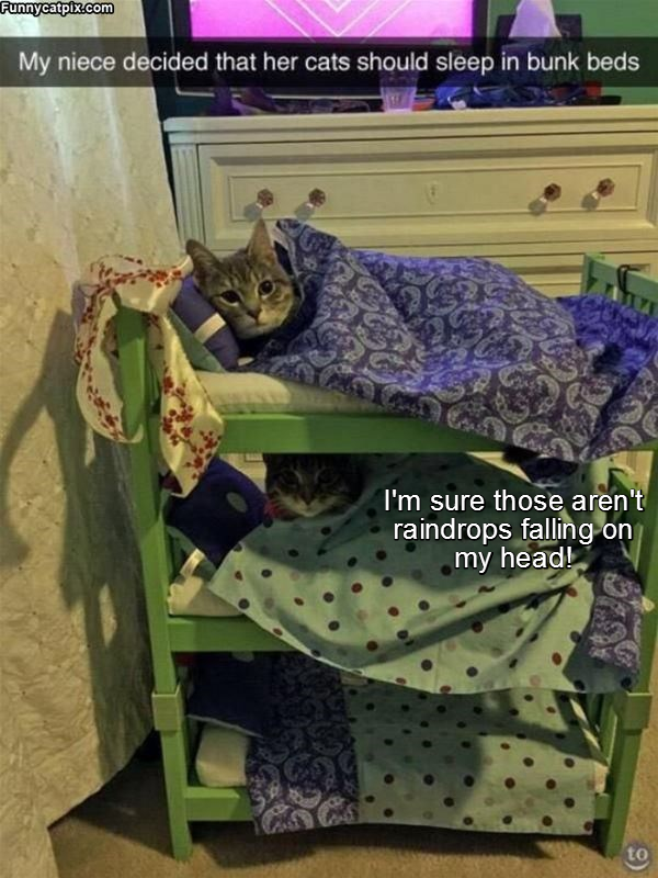 Cheezburger Image 9016134656