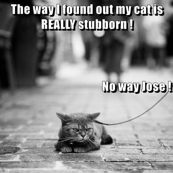 Cheezburger Image 9016145408