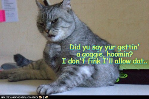 Cheezburger Image 9016146432